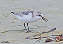 Calidris alpina